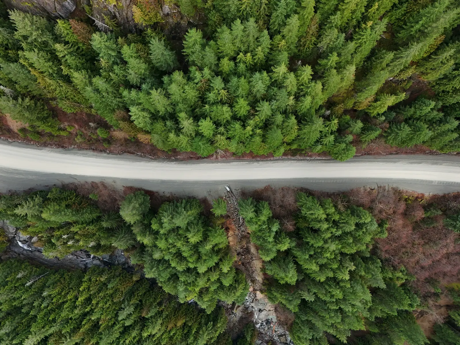 An aerial view of a gravel road through a spruce forest